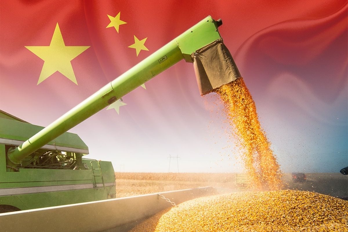 إنتاج الحبوب في الصين يبلغ 714.88 مليون طن في عام 2025
