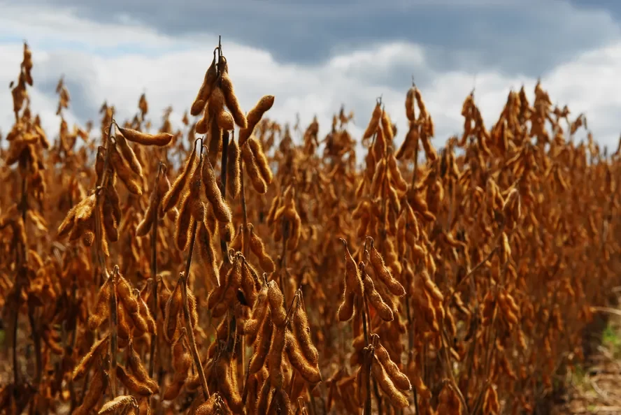 كوناب ترفع توقعاتها لإنتاج البرازيل من فول الصويا إلى 162.4 مليون طن في موسم 2023/24