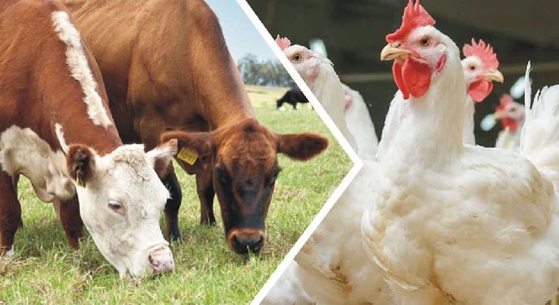 الزراعة توجه 15 نصيحة لمربى ومنتجى الثروة الحيوانية والداجنة لمواجهة الموجة الحارة