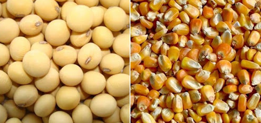 صادرات البرازيل من فول الصويا والذرة تسجل رقماً قياسياً في 2023 رغم الجفاف