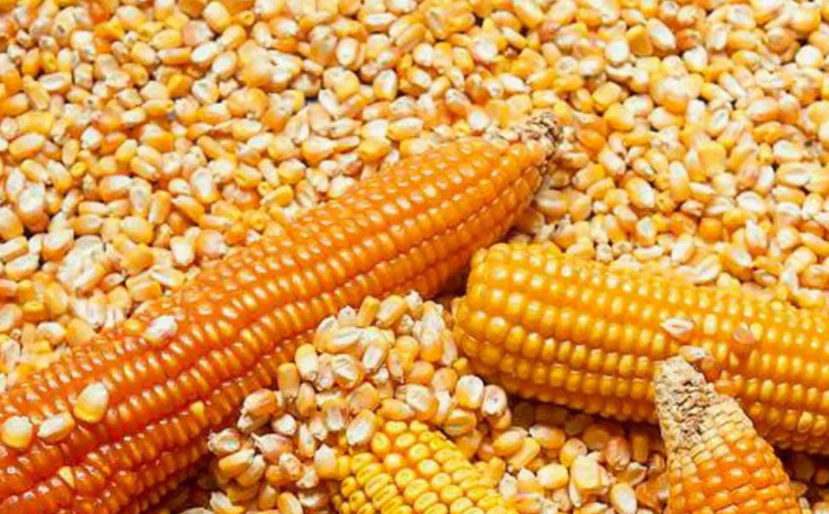 أسعار الذرة الأوكرانية آخذة في الارتفاع بسبب الطلب الخارجي