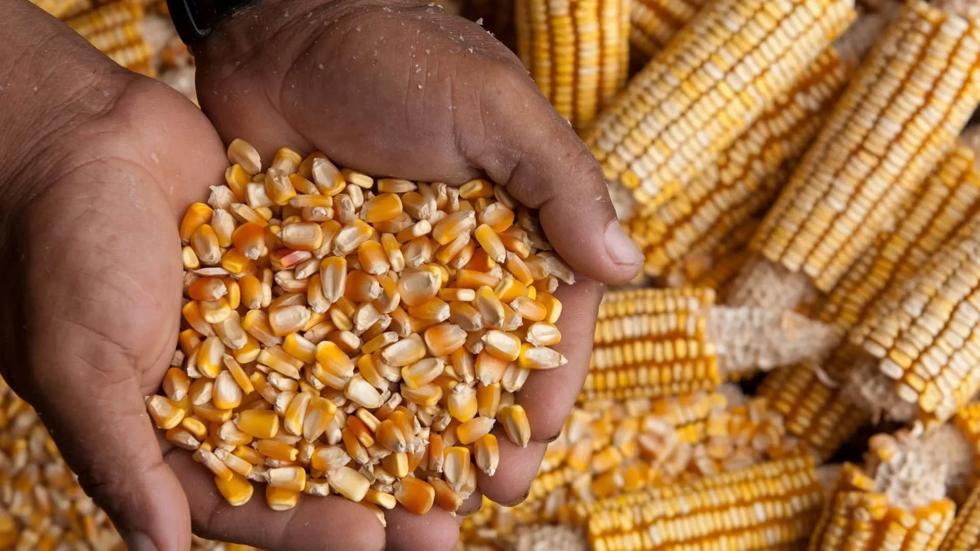 خاص| مسئول بيع بالدقهلية: صعود متتالي في أسعار الخامات خلال الفترة المقبلة