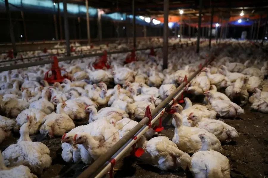 البرازيل تستأنف تصدير الدواجن إلى السعودية وتشيلي