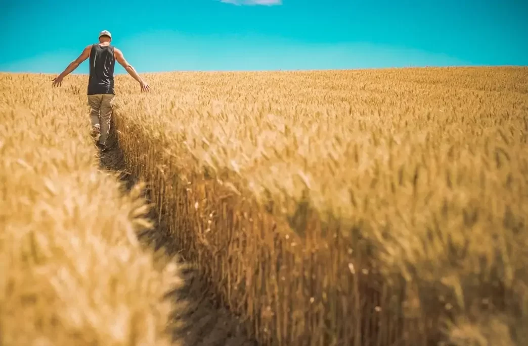 أوكرانيا تتوقع انخفاض محصول الحبوب بنسبة 5% للفترة 2025-2026