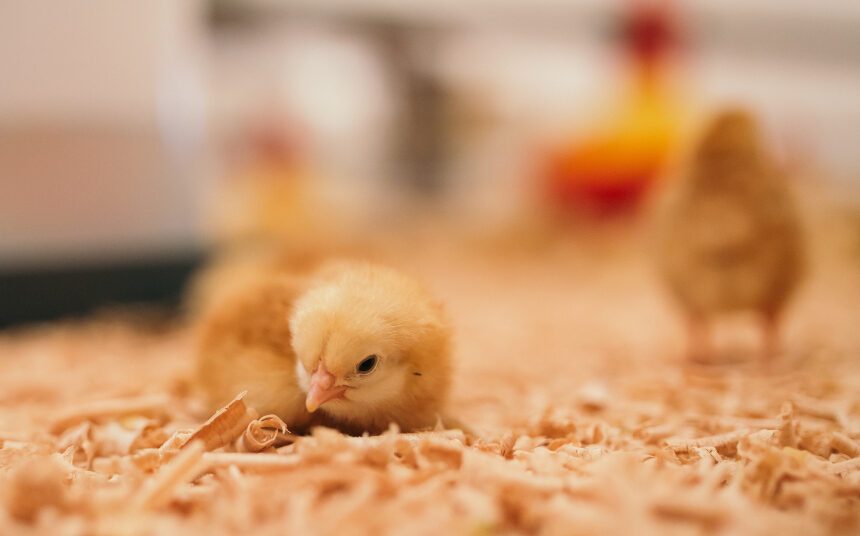 خاص| الفتح للأعلاف: ارتفاع سعر الكتكوت يدفع سوق العلف نحو الركود