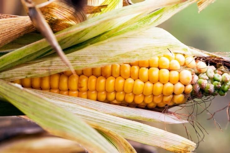 أمطار غزيرة لأول مرة منذ 60 عامًا تدمر محصول الذرة في شمال الصين