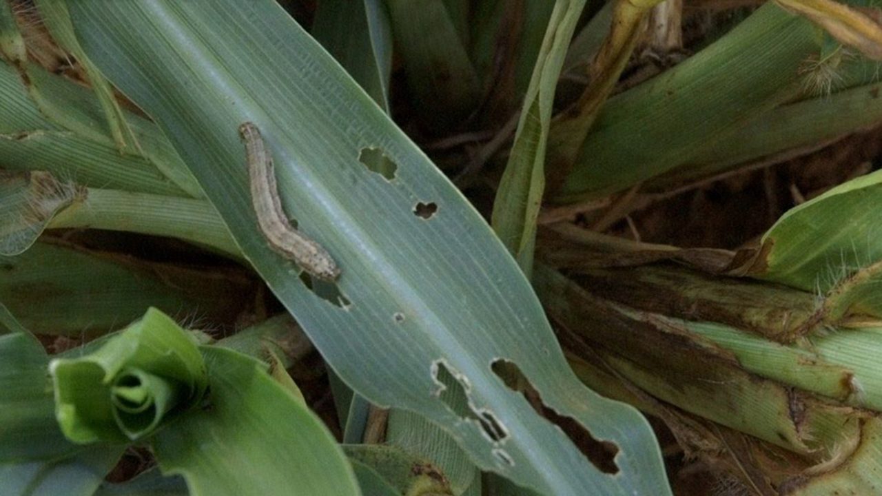 دودة الحشد الخريفية