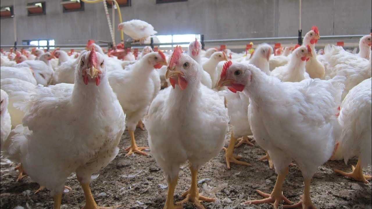 الصالحية للدواجن: إلزام المربين بسعر 65 جنيه للكيلو سيخلق سوق سوداء للفراخ