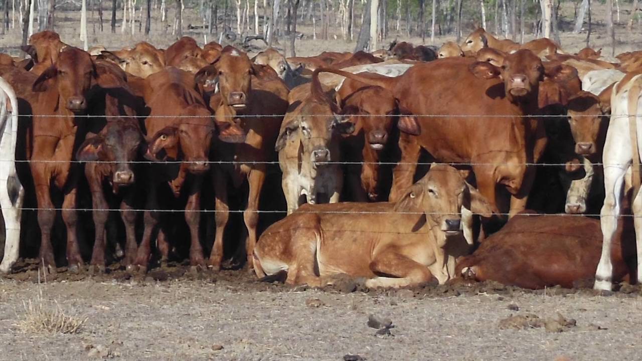 تاجر مواشي: تحسن نسبي في الأسواق رغم تراجع القوة الشرائية.. واستقرار أسعار الأضاحي