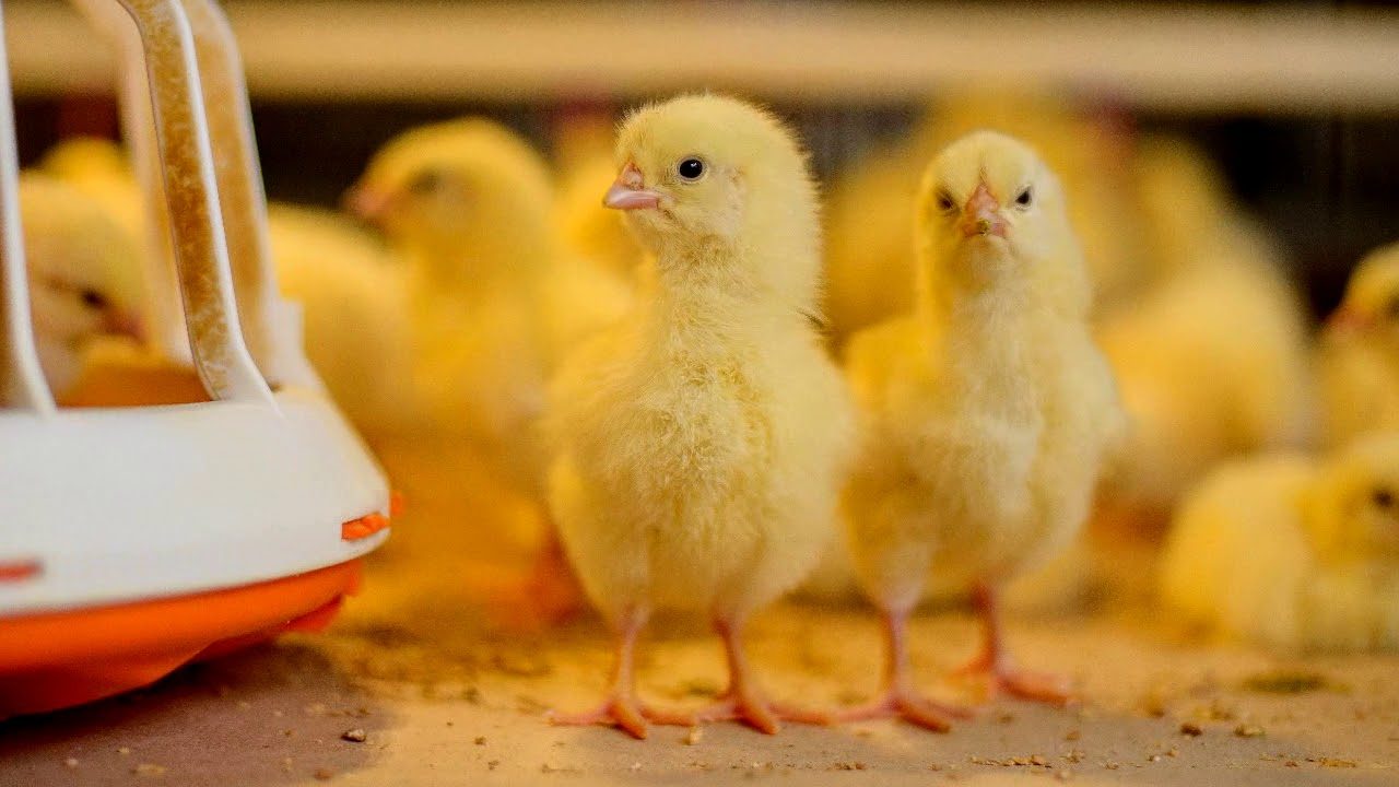 نيوجين تكشف لـ”قلم بيطري” الوضع في أسواق الكتاكيت.. وموعد الإنفراجة