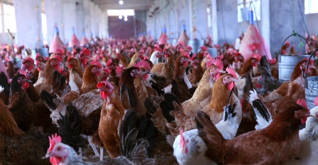 إنخفاض طفيف في أسعار الدواجن اليوم
