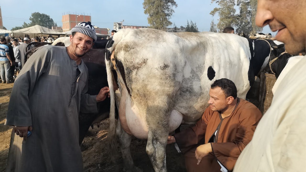 بتكلفة 7 ملايين جنيه .. إقامة سوق للمواشي في فرشوط بقنا