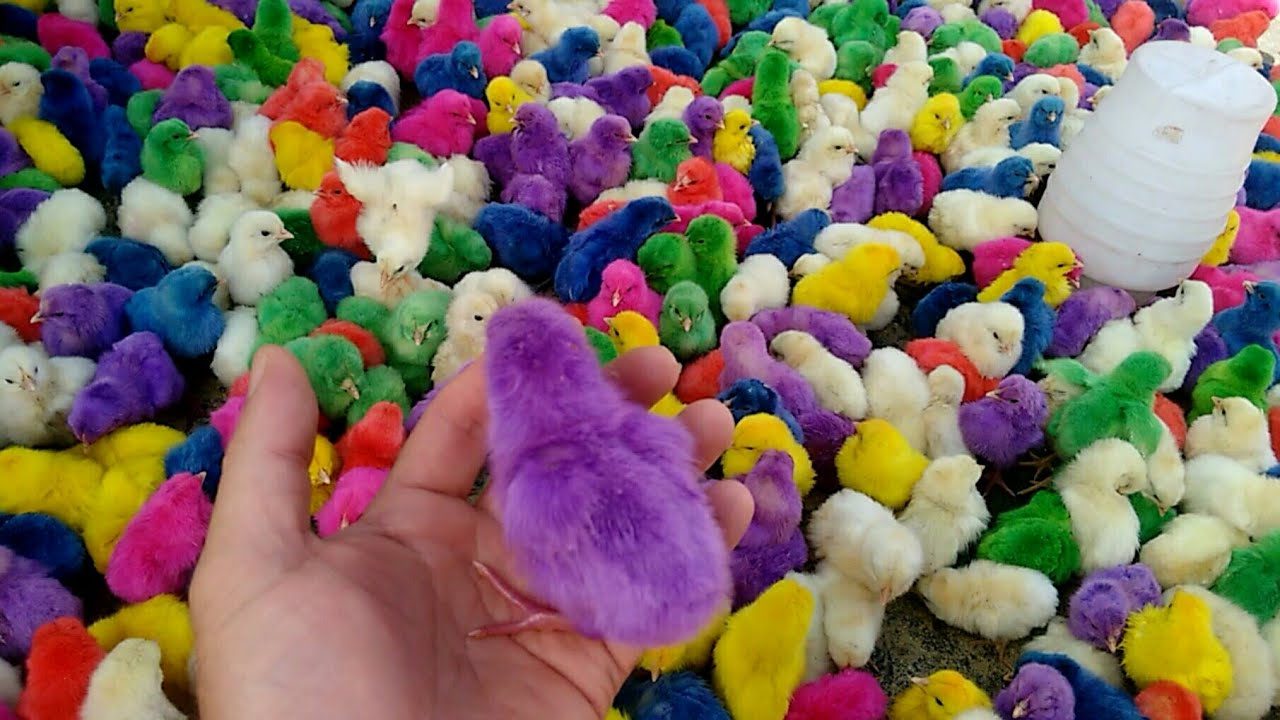 الوادي: التكلفة الإنتاجية لكيلو الدواجن تتجاوز 64 جنيه.. وهذا هو الوضع في سوق الكتاكيت