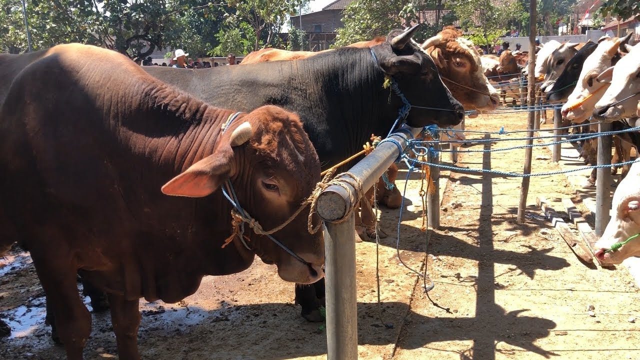 الحمي القلاعية