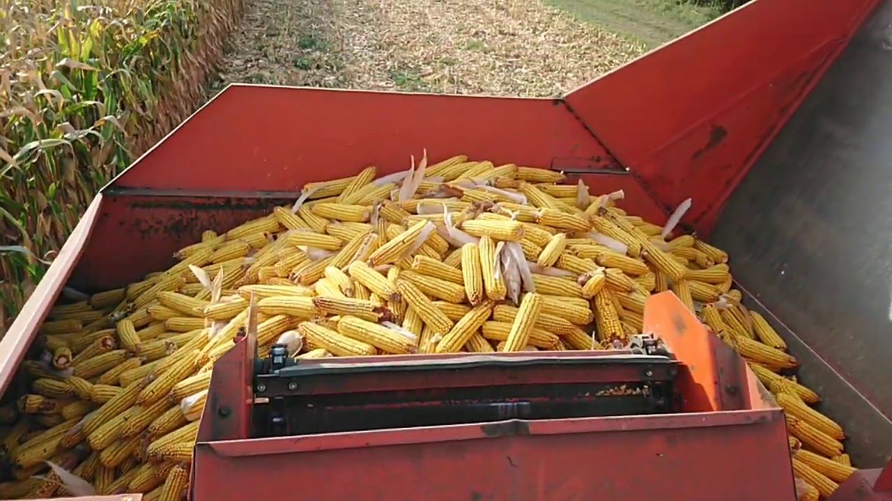 شحنات الذرة الروسية تنخفض إلى النصف في ديسمبر