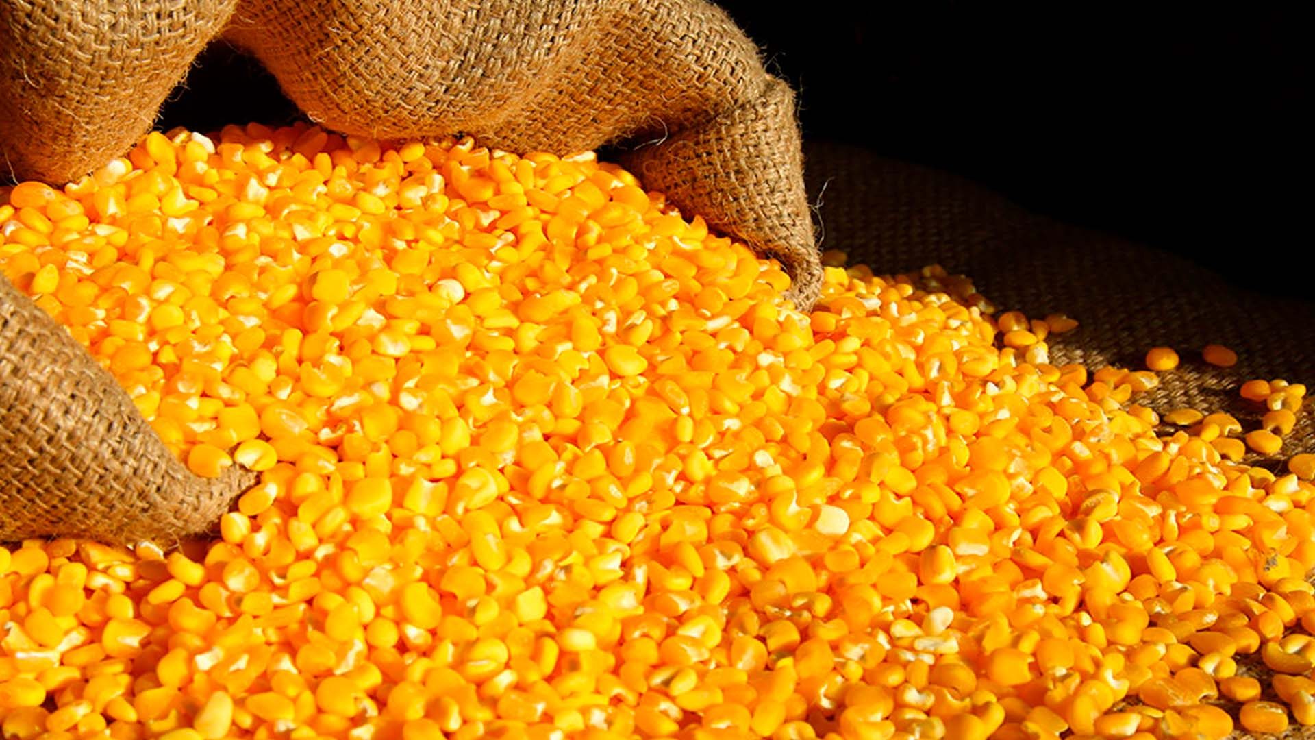 تايلاند تخفض الرسوم الجمركية على واردات الذرة الأمريكية