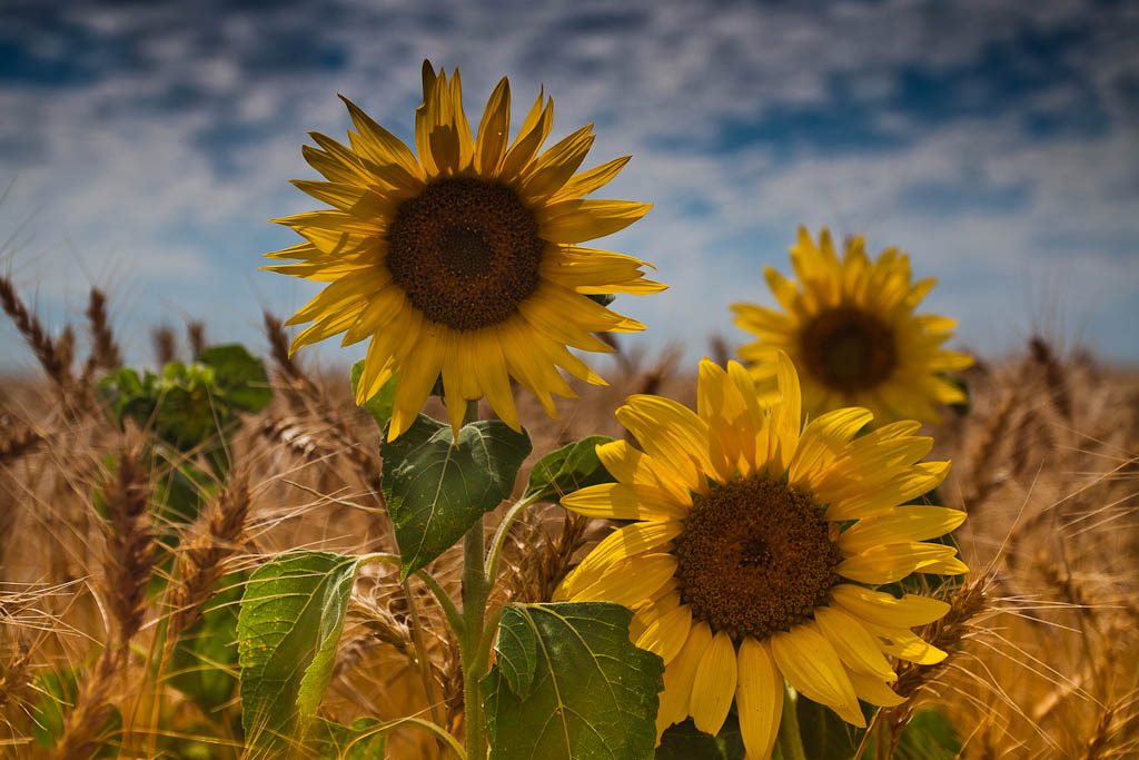 لأول مرة.. انخفاض المساحة المزروعة بالقمح في روسيا لصالح فول الصويا وعباد الشمس