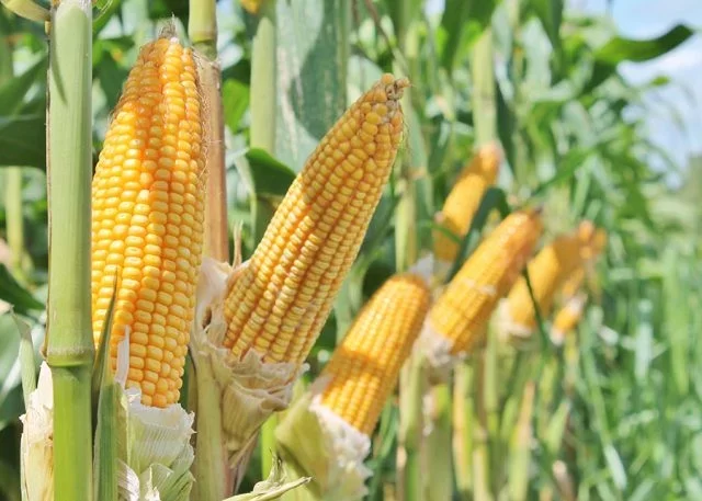 AgRural: الانتهاء من حصاد 83% من محصول الذرة الثاني في وسط جنوب البرازيل