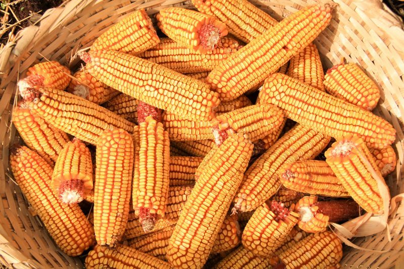 الذرة: سوق العقود الآجلة يفتتح جلسة الأربعاء بانخفاض طفيف في شيكاغو