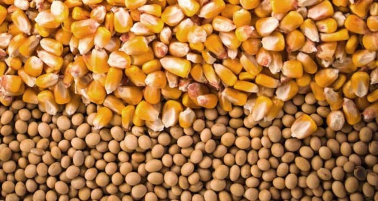 برو فارمر تتوقع محصول قياسي من الذرة وفول الصويا الأمريكية