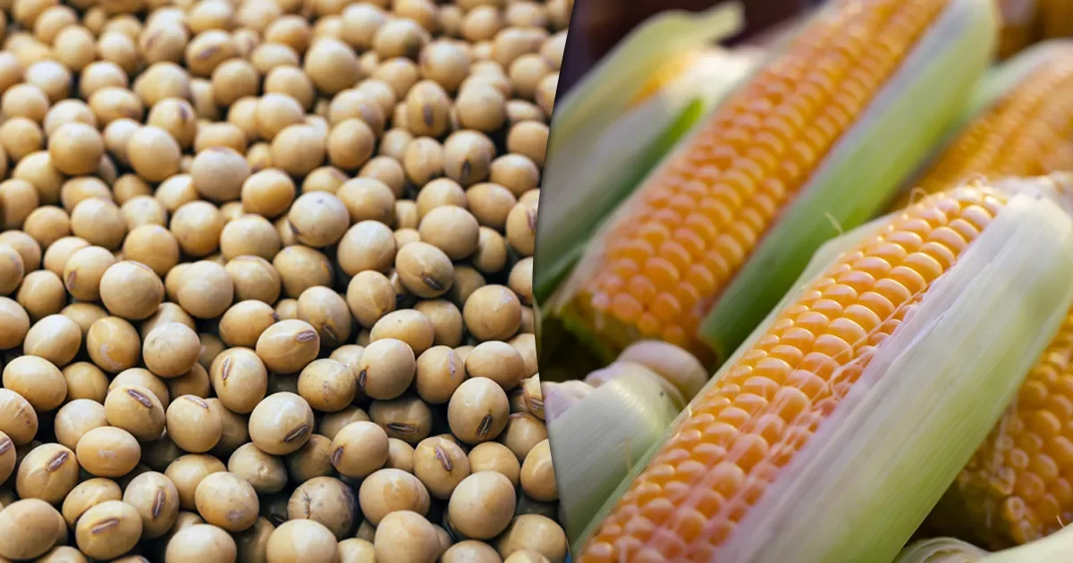 عقود الحبوب