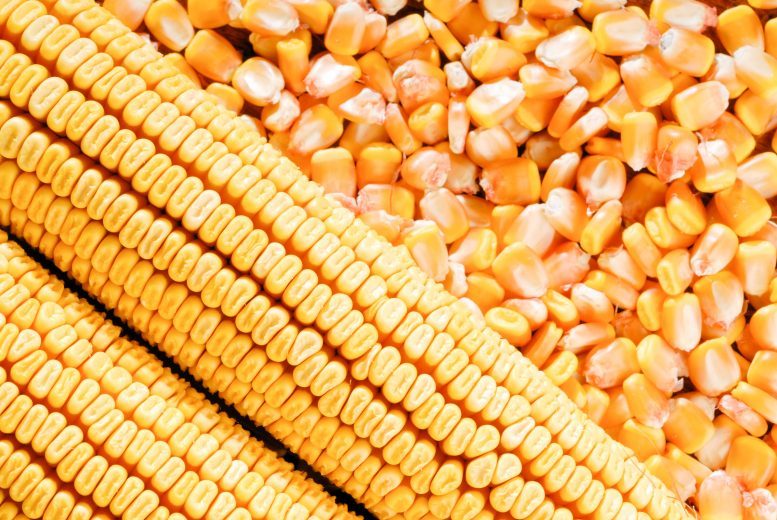 أسعار الذرة في شيكاغو تنخفض اليوم الأربعاء وتصل إلى أدنى مستوى جديد لها منذ 3 سنوات