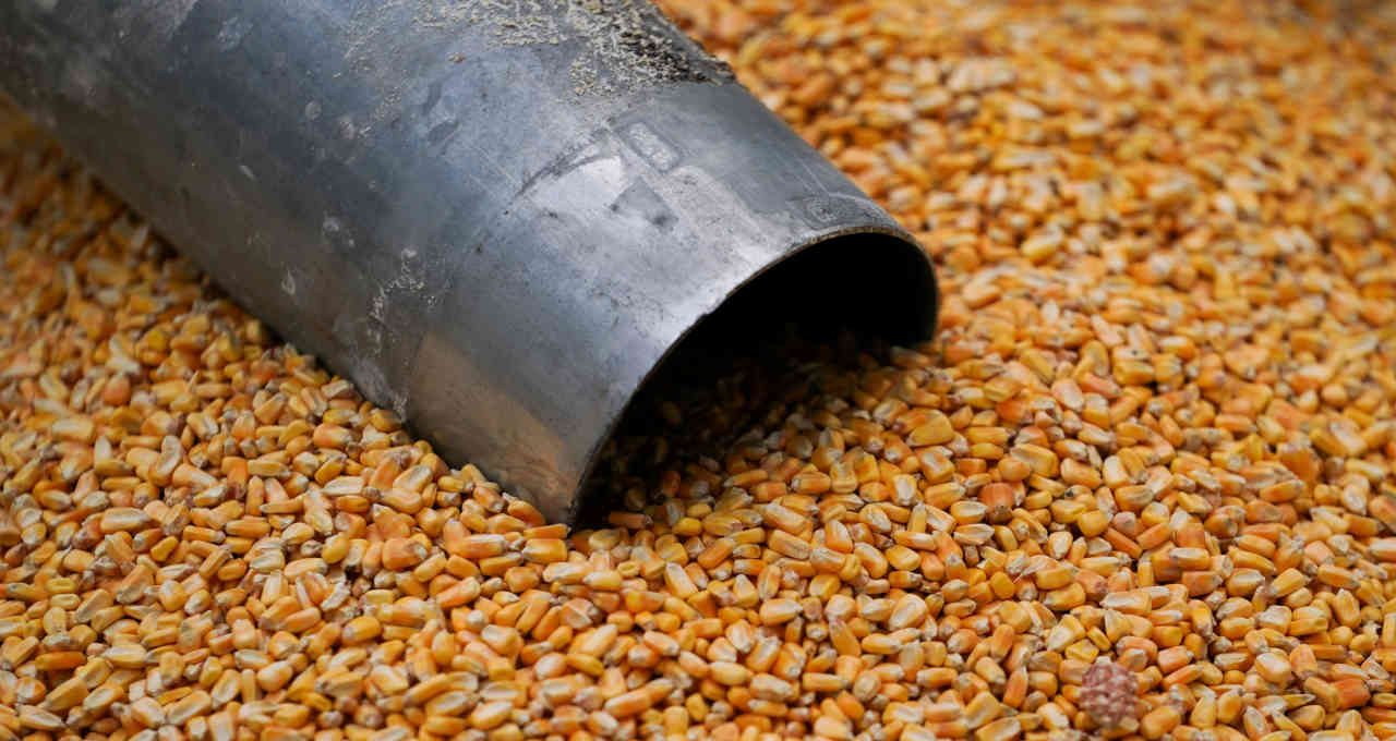 الولايات المتحدة تبيع 1.816 مليون طن ذرة من حصاد 2023/24