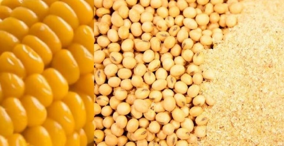 البرازيل تصدر كميات قياسية من فول الصويا والذرة وكسب الصويا في عام 2023