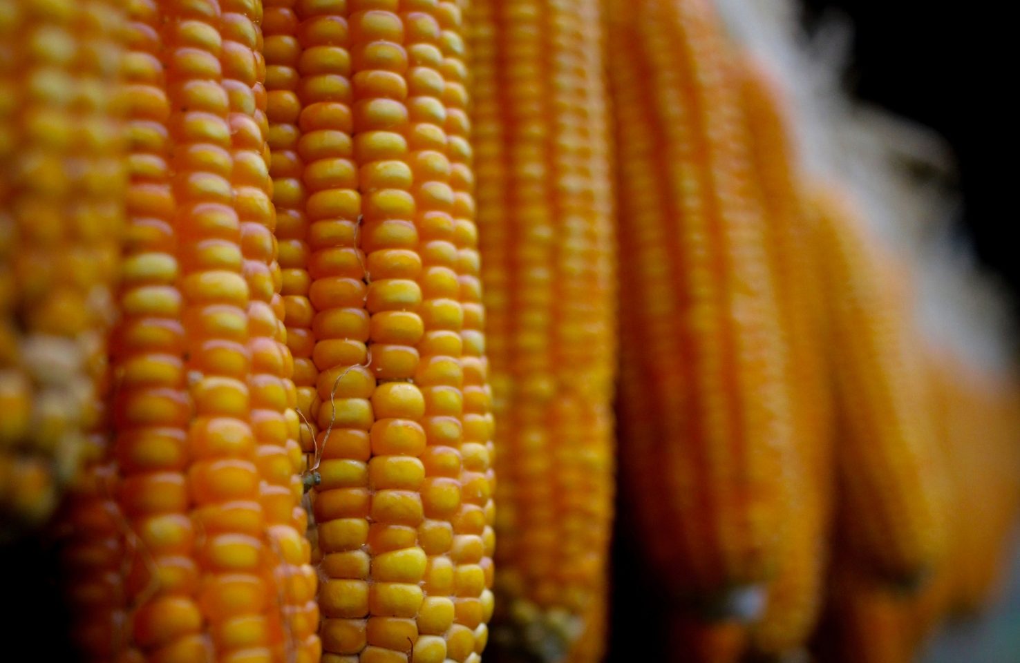 الولايات المتحدة تبيع 1.19 مليون طن من الذرة في أسبوع