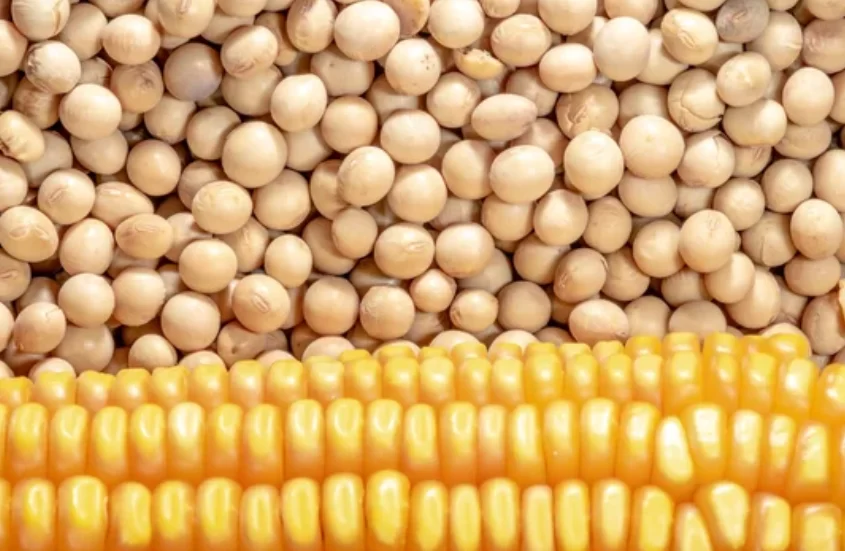 روسيا ترفع الضرائب على صادرات القمح والذرة والشعير للفترة من 31 يناير إلى 6 فبراير