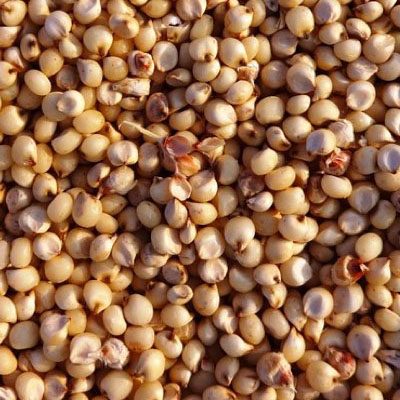 صادرات فول الصويا الأمريكية إلى الصين تتضاءل مع تعزيز الأرجنتين للإمدادات