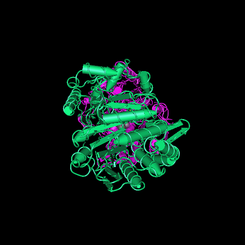 التسمم الغذائى المسبب بميكروب الباسيس سيرس وطرق الواقاية منه