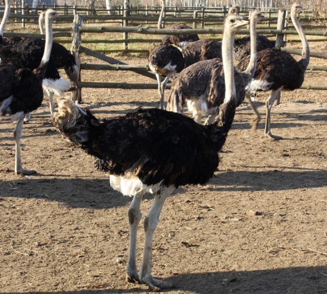 خاص| مُربي نعام: أسعار لحم الملوك تأبى التراجع وسط نقص المعروض