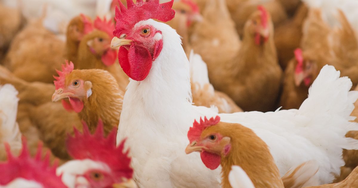 الصين تنهي الحظر لمدة عامين على واردات الدواجن من الأرجنتين