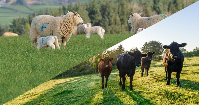 البحرين| اتفاقية لدعم وتطوير الإنتاج في قطاع المواشي