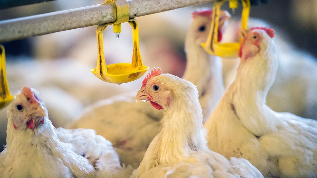 خاص| عبد المغيث: اختفاء السماسرة وراء ارتفاع أسعار الدواجن في الأسواق