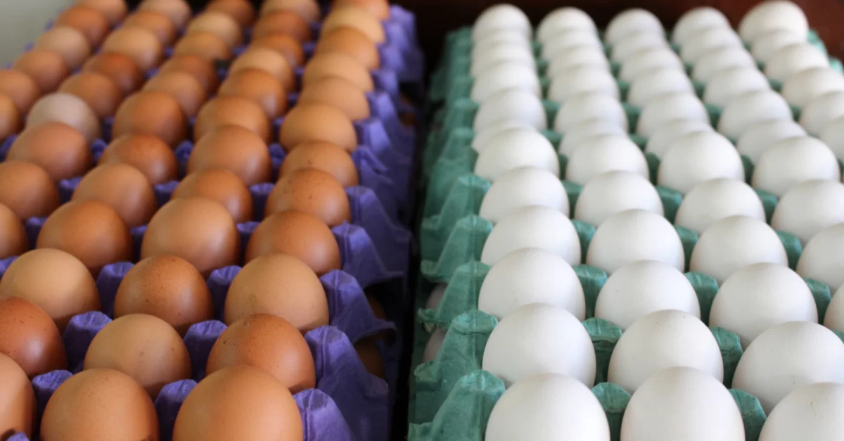 سعر البيض اليوم 31/10/2024 فى المزارع وللمستهلك في السوق