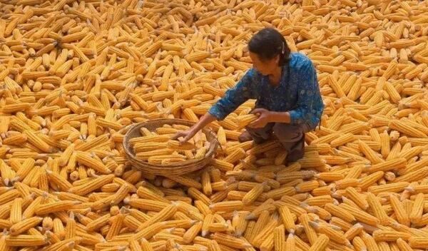 «بولوج» الإندونيسية تعتزم استيراد 500 ألف طن من الذرة الصفراء