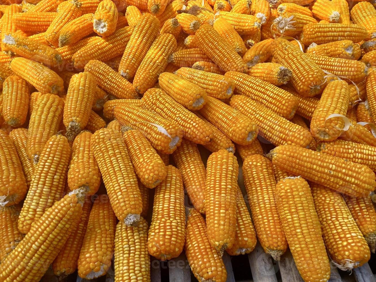 روسيا تشحن 189 ألف طن من الذرة خلال العشرة أيام الثانية من ديسمبر