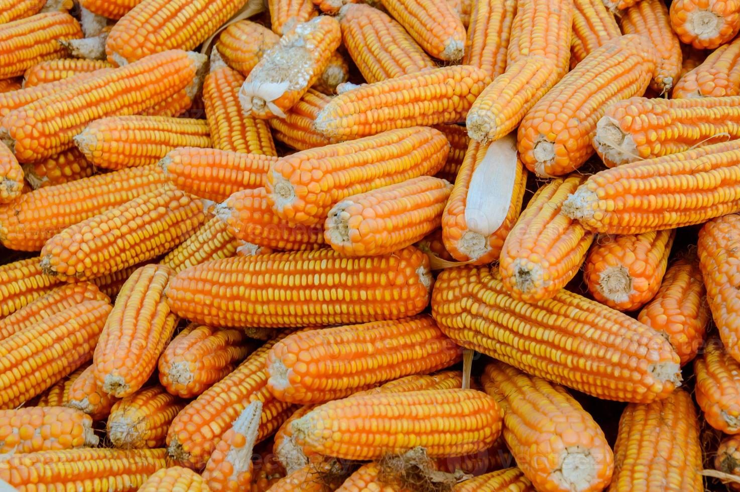 مجلس الحبوب الدولي يخفض توقعاته لإنتاج الذرة العالمي عند 1.226 مليار طن للفترة 2024-2025