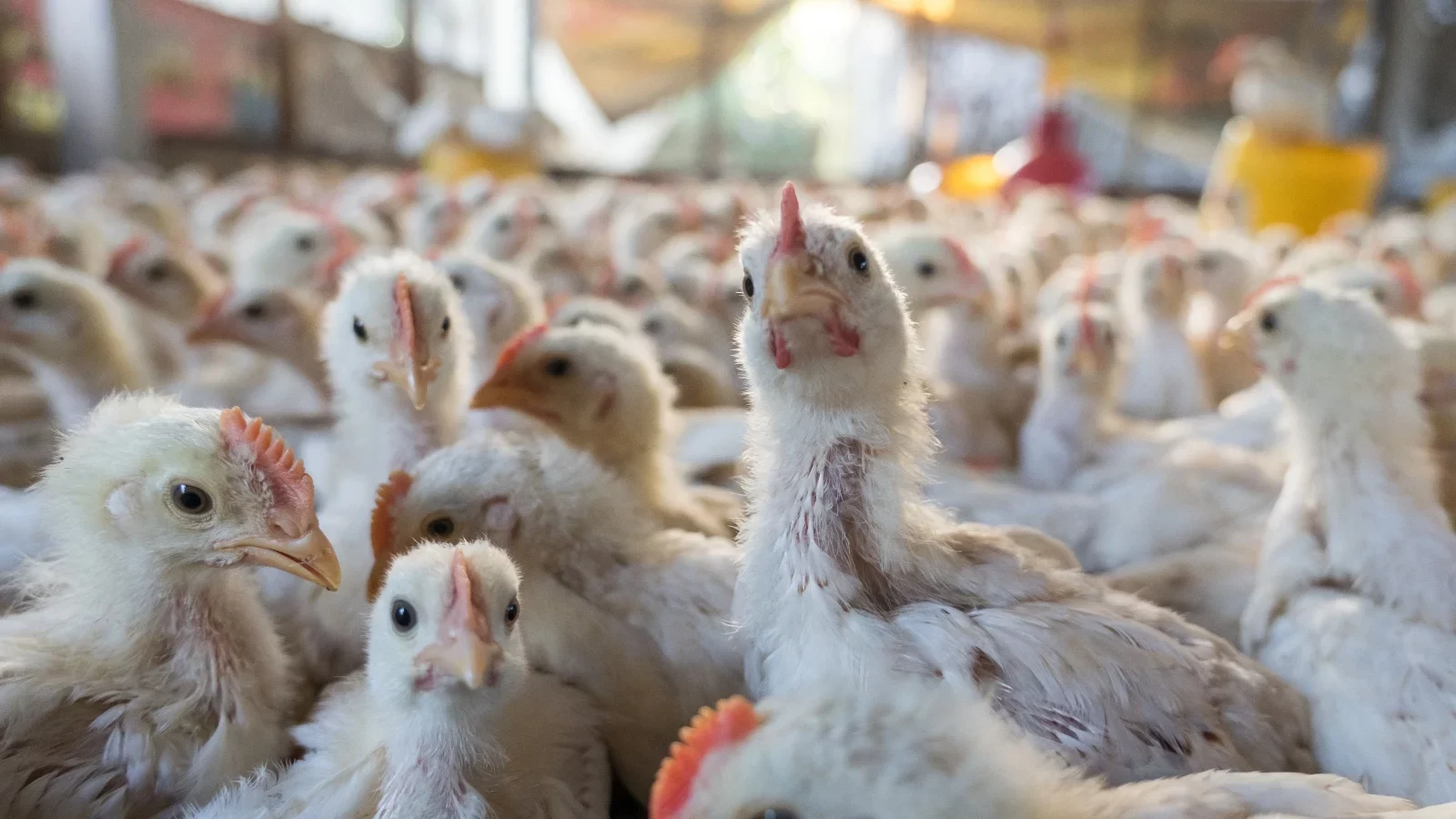 خاص| أحمد رمزي: التربية المنزلية تعود بشراسة.. وارتفاع في أسعار الدواجن الفترة المقبلة لهذه الأسباب