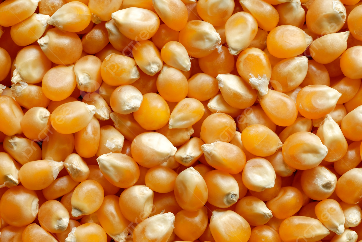 الحبوب والبذور الزيتية تواصل مكاسبها مع وصول الطقس البارد إلى الولايات المتحدة