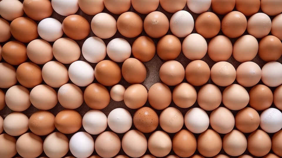 الصحراوي: الأسبوع القادم سيحدد مصير أسعار البيض صعود أم هبوط