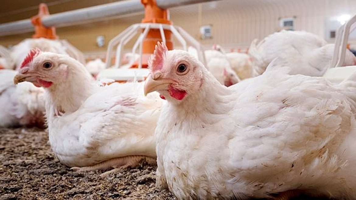 خاص| محمد الغريب: أسعار الدواجن الحالية تحقق هامش ربح 5% فقط ولا تغطى حجم الخسائر