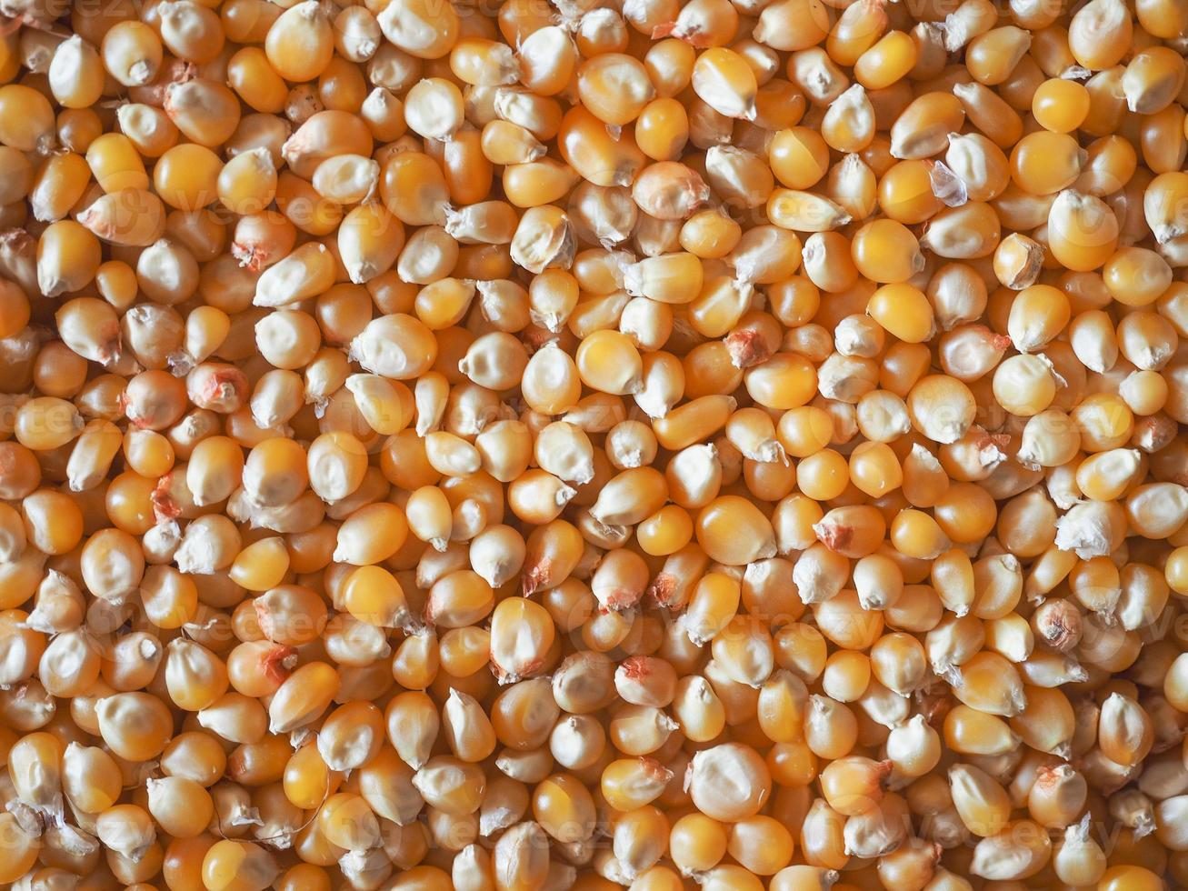 صادرات الحبوب الأوكرانية تتجاوز 43.2 مليون طن