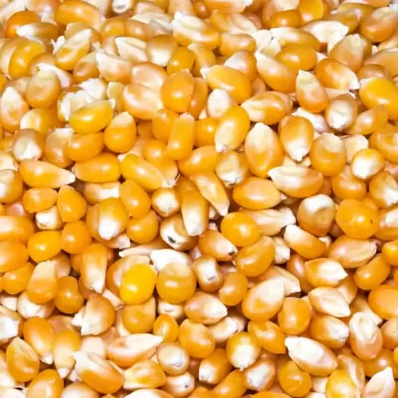 العقود الآجلة للذرة تتراجع بشكل طفيف في ختام التداولات الأسبوعية