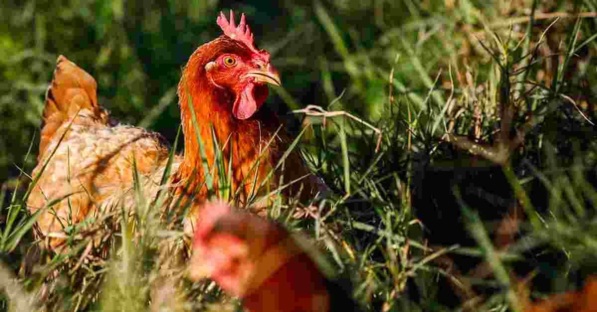 الهند تقوم بفحص أكثر من 16 مليون طائر في إطار أعمال المراقبة ضد أنفلونزا الطيور