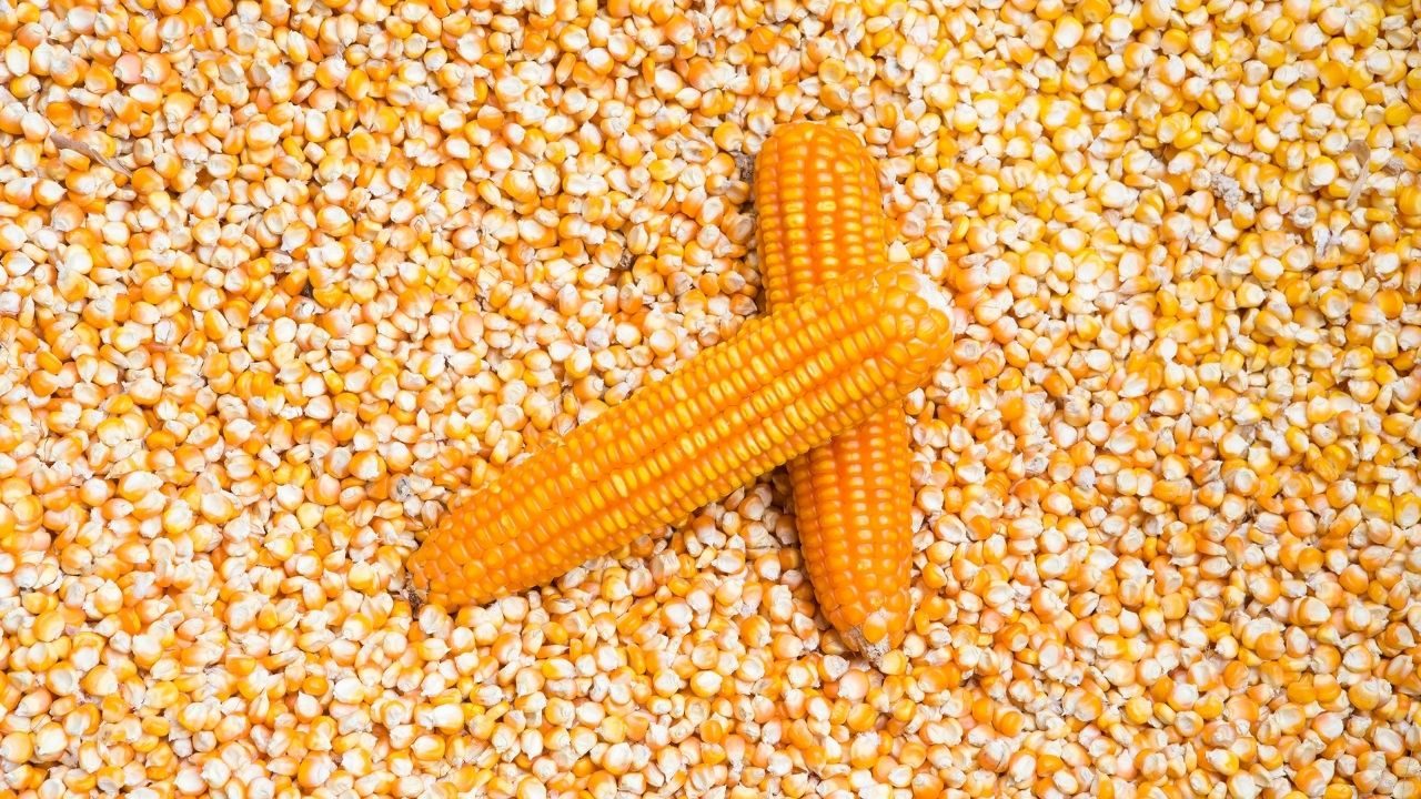 صادرات الذرة الأمريكية الأسبوعية تسجل 918.610 ألف طن ضمن توقعات السوق