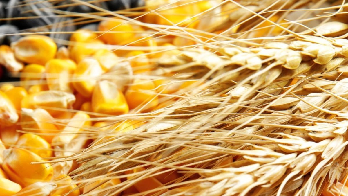 أداء متباين لعقود القمح يوم الأربعاء.. انخفاض أسعار الذرة وارتفاع الصويا