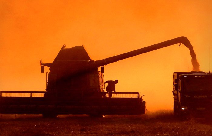 الفاو: إنتاج الحبوب العالمي يتجاوز للمرة الأولى 3 مليارات طن في الموسم الزراعي الحالي